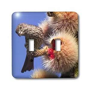  mexicanus).Baja California   Light Switch Covers   double toggle