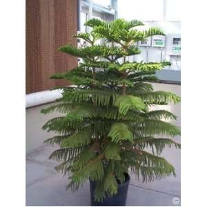   Island Pine Tree ARAUCARIA excels 10 Seeds Patio, Lawn & Garden
