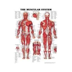  Muscular System Chart