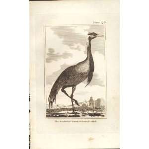  Numidian Crane Or Dancing Birs 1812 Buffon Birds Pl176 