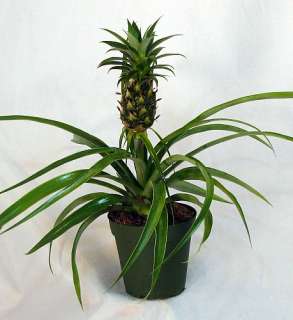 Mini Me Pineapple Plant   Ananas   5 Pot with Fruit  