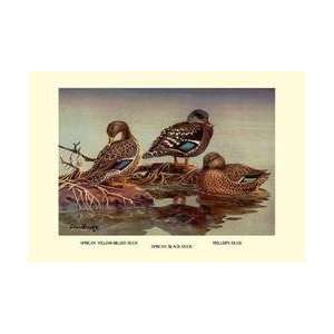  African and Mellers Ducks 20x30 poster