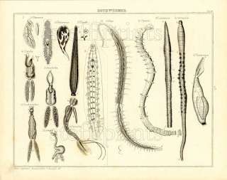 1843 OKEN LITHOGRAPH FOLIO leeches, worms, planarias  