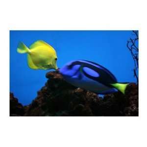  Yellow Tang and Blue Tang Poster (16.00 x 12.00)