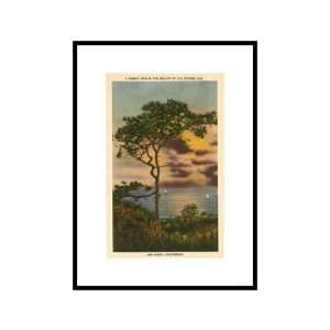  A Torrey Pine, San Diego, California Pre Matted Poster 