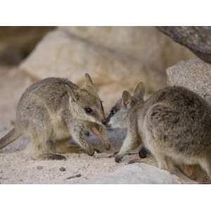  Black Footed Rock Wallaby, (Petrogale Lateralis), Magnetic 