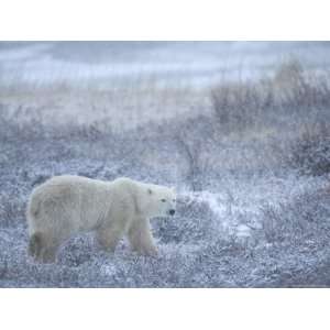  Polar Bear, Ursus Maritimus, Churchill, Manitoba, Canada 