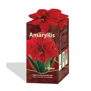 Close Out Bulbs All Kinds Tulips Amaryllis Etc In Stock Ships Within 