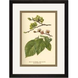   Print 17x23, Fruit, Flower and Leaves from Wych Elm