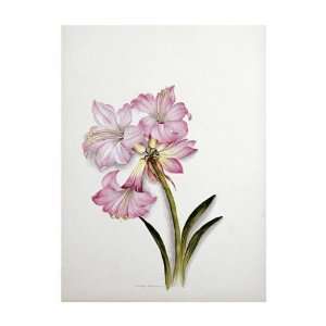    Ethel May Dixie   Amaryllis Belladonna Giclee