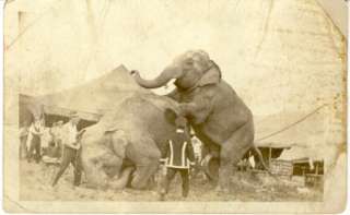 Mating Circus Elephants Antique Real Photo Postcards  