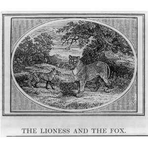   of the lioness,the fox,1818,Thomas Bewick,Aesopus