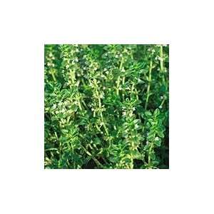 Thyme Herb 200 Seeds   GARDEN FRESH PACK Patio, Lawn 