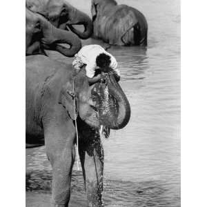 Trunkful of Water with His Elephant, a Mahout Refreshes Himself 