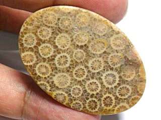 64CT HUGE Translucent UNTREATED Golden Brown Agatized CORAL FOSSIL 