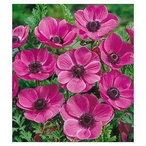  Anemone de Caen   Sylphide 9 bulbs Patio, Lawn & Garden