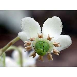   Wintergreen 8 Plants   Chimaphila   Wildflower Patio, Lawn & Garden