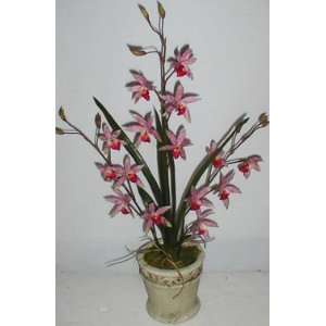  25 Wild Vanda Orchid in Old World Stone