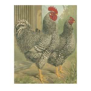  Cassells Roosters II Giclee Poster Print by Cassel 