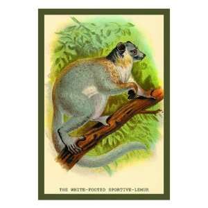  The White Footed Sportive Lemur by Sir William Jardine 