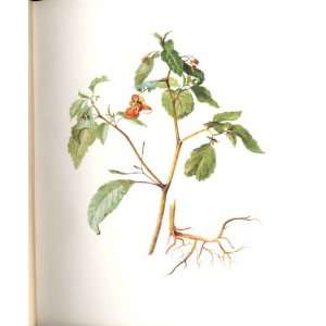    Perrin Ltd Ed 1914 Flowering Plant The Tawny Balsam
