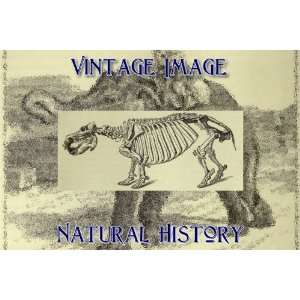   Key Ring Vintage Natural History Image Skeleton of Hippopotamus Home