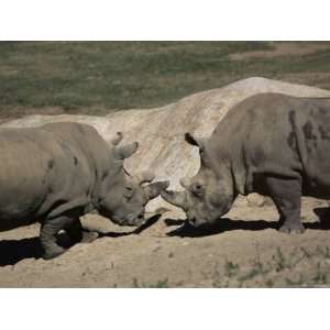 East African Black Rhinoceros (Rhinos) Sparring, San Diego Wild Animal 
