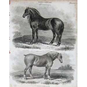   Encyclopaedia Britannica Agriculture Cart Horse 1816