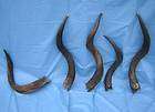 Wholesale African Kudu horns to make shofars #KF 127