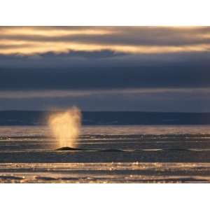  Bowhead Whale Sprays Water from its Blowhole Stretched 