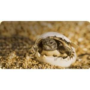  Tortoise Mouse Pad