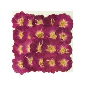   , natural dried mini rose, 2 packs. wedding confetti
