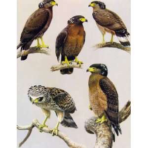  Eagles Hawks & Falcons Crested Serpent Eagle Plate