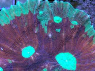 Purple Space Invaders Pectina Colony Live Coral  