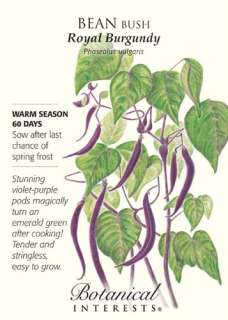 Royal Burgundy Bush Bean Seeds   25 grams   Botanical Interests  