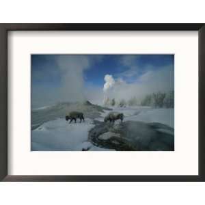 Bison Walking in Front of Lion Geyser in Deep Winter Collections 