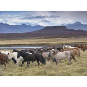 Icelandic Horses Near Snorrastadir, Eldborg Volcano 
