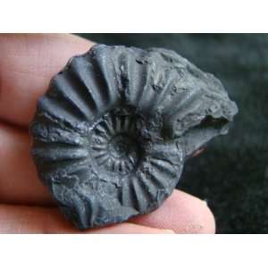  S8306 Black Ammonite Fossil Double Sided Healing 