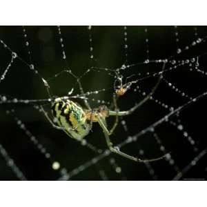  Close View of Cobweb Weaver Spider in his Dew Covered Web 