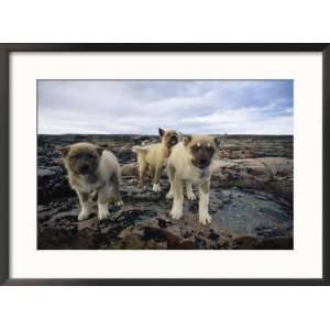  Trio of Growling Husky Puppies in Nunavut, Canada Framed 