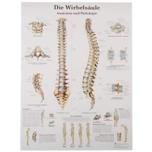  Spinal Column Anatomical Chart, French), Poster Size 20 Width x 26