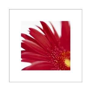 Gerbera, Bright Red On White Poster Print