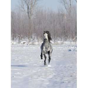 Grey Andalusian Stallion Cantering in Snow, Longmont, Colorado, USA 