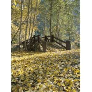  A Sentinel Meadow Footbridge Blanketed in Autumn Foliage 