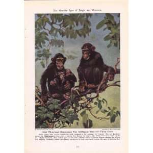   Chimpanzee   Cheverlange Vintage Monkey & Ape Print 
