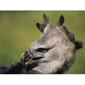  A Portrait of a Harpy Eagle in Venezuela National 