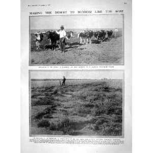   1910 FARMING BLOEMHOF OXEN PLOUGH HITHERTO NAVY SHIP