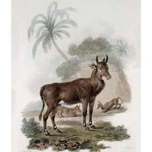  Nylghau White Footed Antelope Etching Ibbetson, Julias 