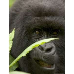  Mountain Gorilla (Gorilla Gorilla Berengei)Showing Teeth 