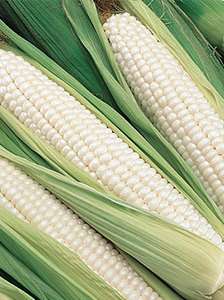 Silver Princess Hybrid sweet corn non GMO 50 vegetable seeds  